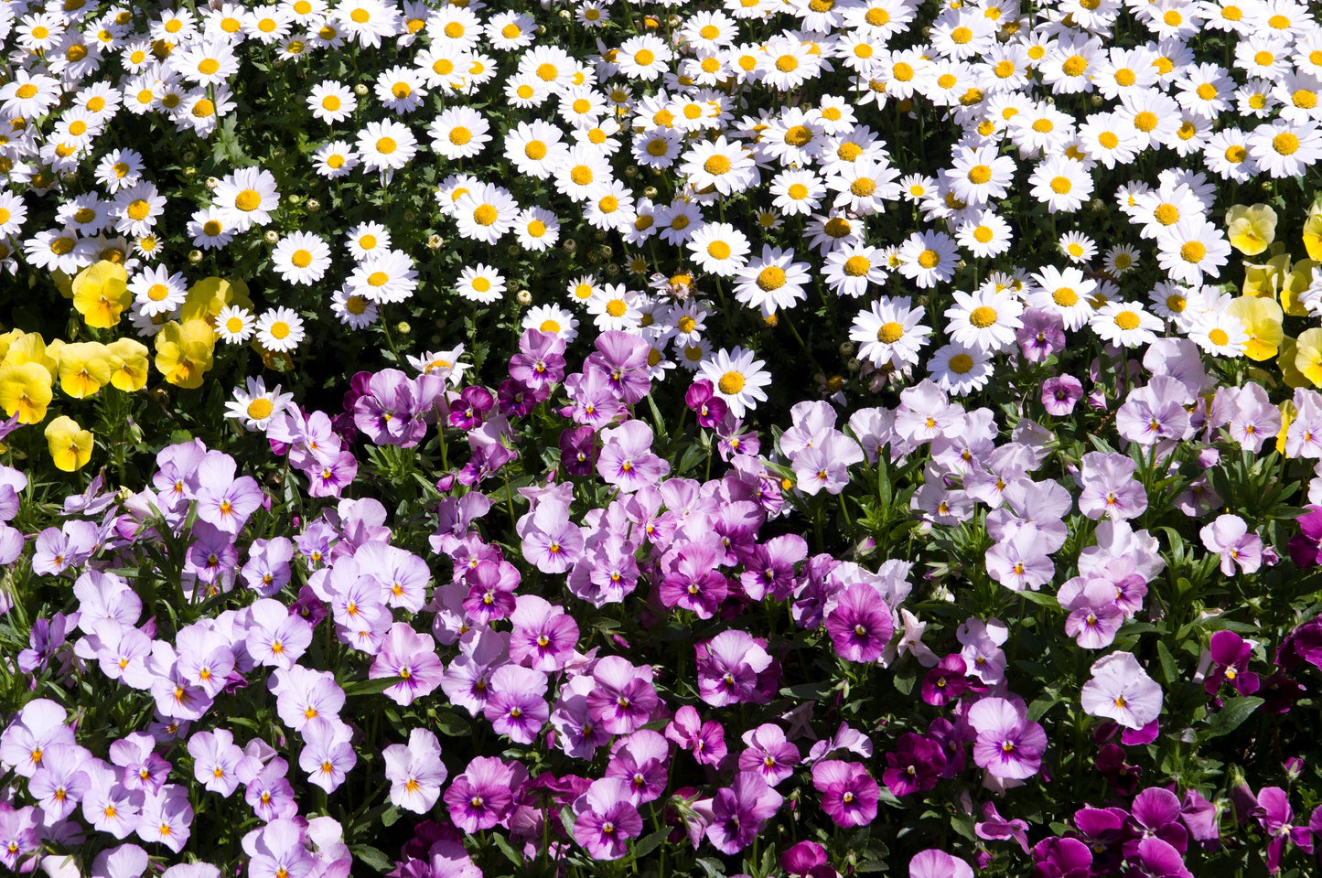 100 White DWARF CREEPING DAISY Chrysanthemum Paludosum Leucanthemum Flower Seeds