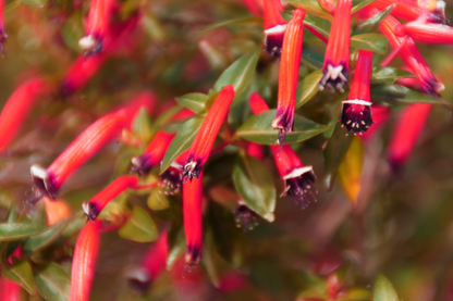 10 Red CIGAR PLANT Mexican Firecracker Cuphea Ignea Hummingbird Flower Seeds