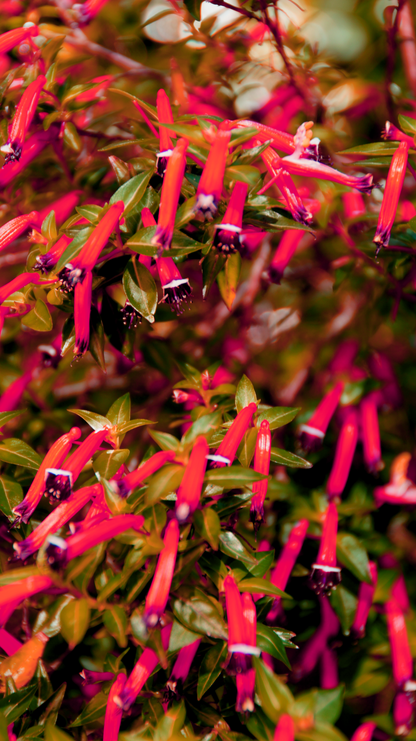 10 Red CIGAR PLANT Mexican Firecracker Cuphea Ignea Hummingbird Flower Seeds