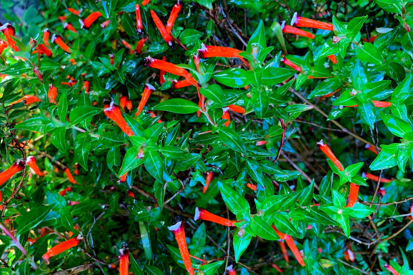 10 Red CIGAR PLANT Mexican Firecracker Cuphea Ignea Hummingbird Flower Seeds