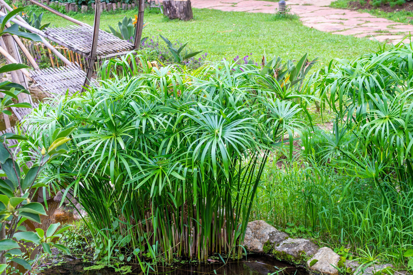 50 UMBRELLA PLANT CYPERUS Alternifolius Papyrus Grass Umbrella Palm Flower Seeds
