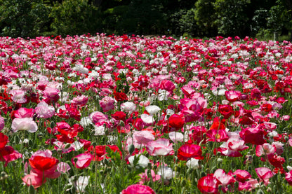 1000 Mixed Colors DOUBLE SHIRLEY POPPY Papaver Rhoeas Flower Seeds