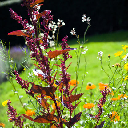 100 GIANT GOOSEFOOT Chenopodium Giganteum Purple Magenta Spreen Vegetable Seeds