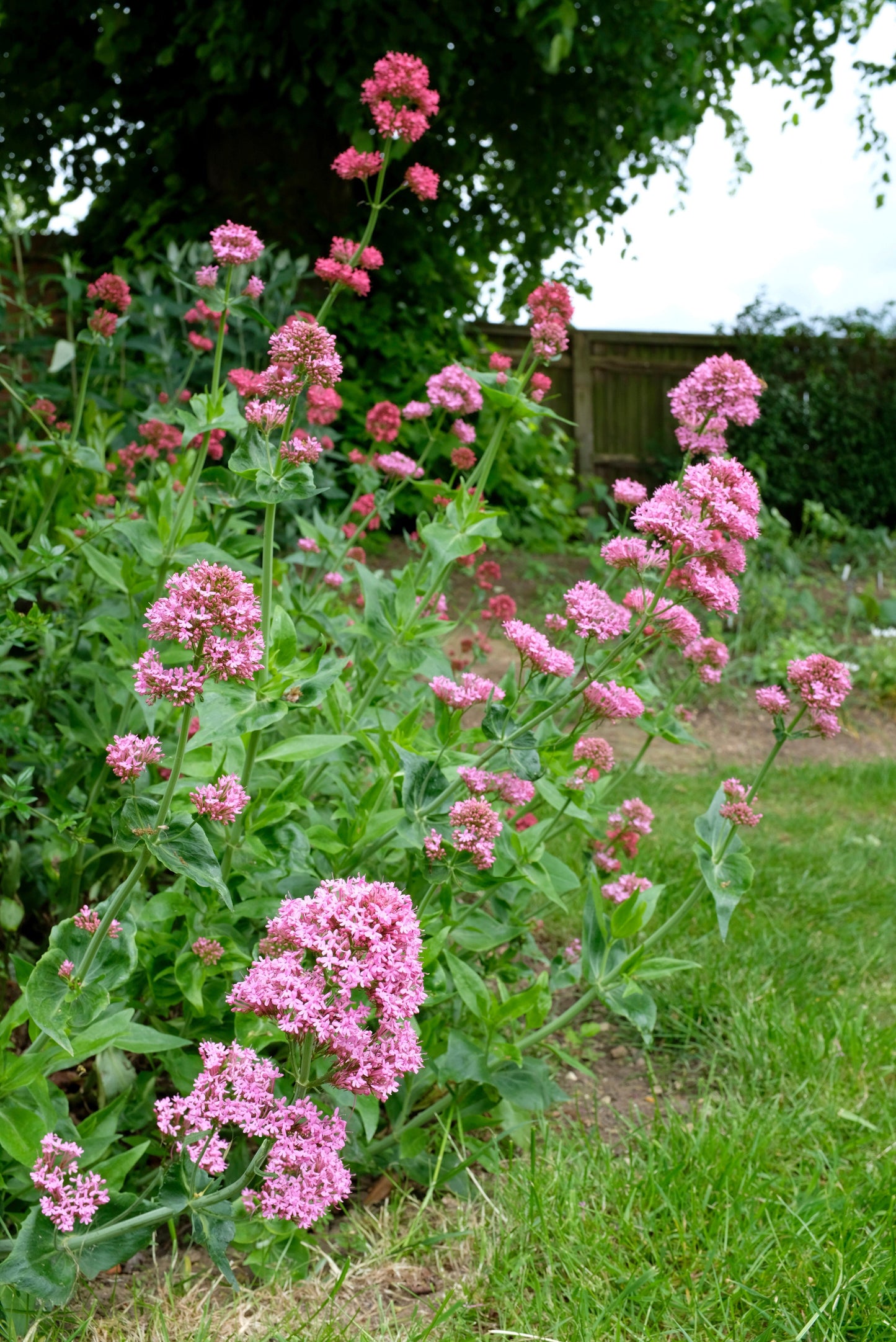 250 VALERIAN (Garden Heliotrope / Heal All) Valeriana Officinalis Herb Flower Seeds