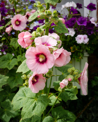 25 PALE PINK HOLLYHOCK Light Alcea Rosea Flower Seeds Perennial