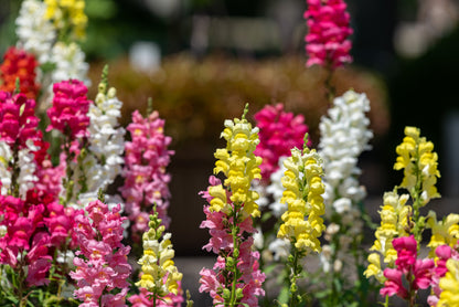 2000 SNAPDRAGON CORONA MIX Antirrhinum Majus Flower Seeds