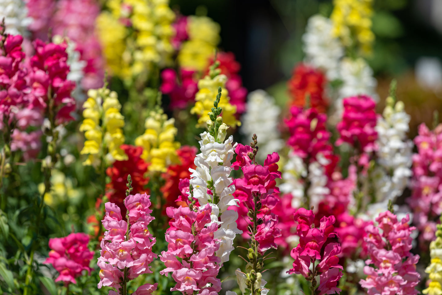 2000 SNAPDRAGON CORONA MIX Antirrhinum Majus Flower Seeds