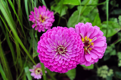 250 PURPLE PRINCE ZINNIA Elegans Flower Seeds