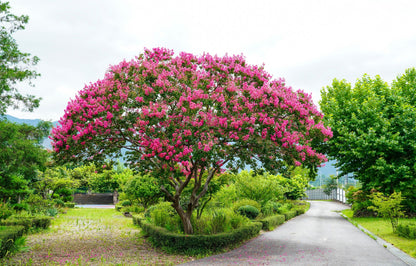 1000 Bulk CREPE MYRTLE Mixed Colors Lagerstroemia Indica Mix Tree Shrub Flower Seeds - Red, Purple, Light Pink, Dark Pink, White, & Lilac