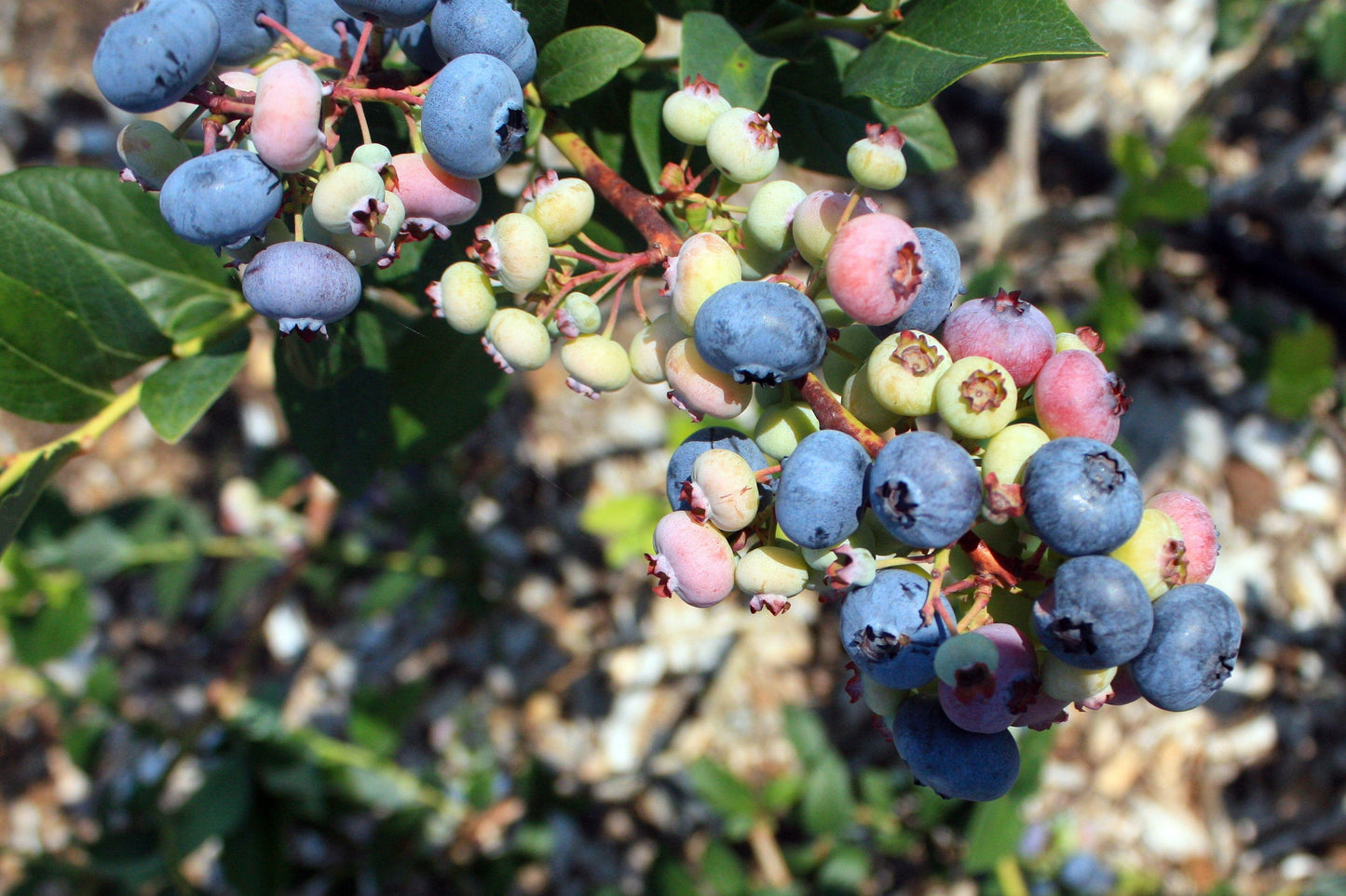 50 Northern HIGHBUSH BLUEBERRY BUSH Vaccinium Fruit Shrub Blue Berry White Flower Seeds