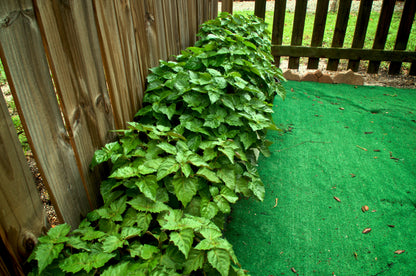 5 TRUE PATCHOULI SHRUB Fragrant Patchouly Pogostemon Cablin Herb Seeds