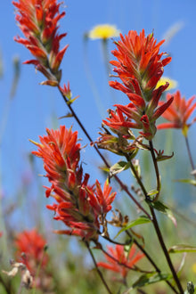 50 Red INDIAN PAINTBRUSH Castilleja Indivisa Flower Seeds