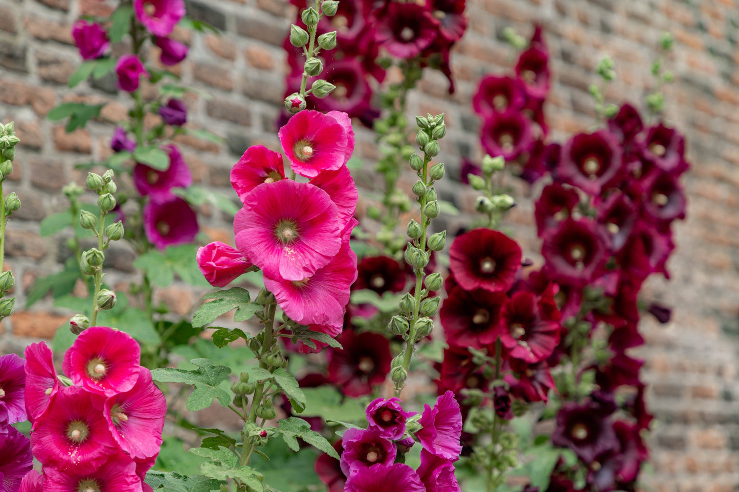 25 BRIGHT PINK HOLLYHOCK Alcea Rosea Flower Seeds Perennial