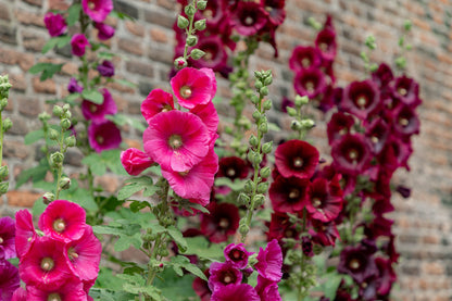 25 BURGUNDY RED HOLLYHOCK Alcea Rosea Flower Seeds Perennial