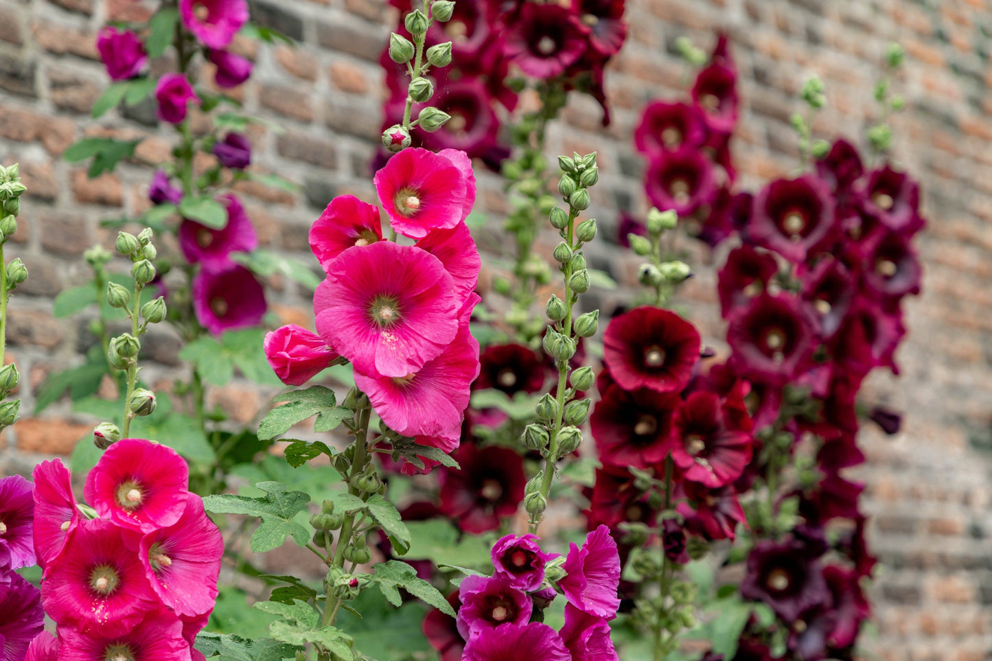 50 Mixed Colors HOLLYHOCK KING HENRY VIII Mix Alcea Rosea Flower Seeds