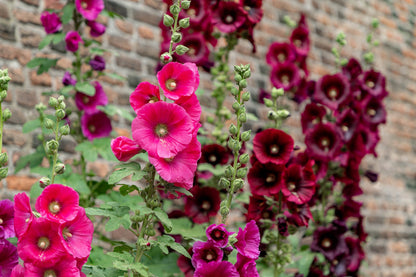 50 Mixed Colors HOLLYHOCK KING HENRY VIII Mix Alcea Rosea Flower Seeds
