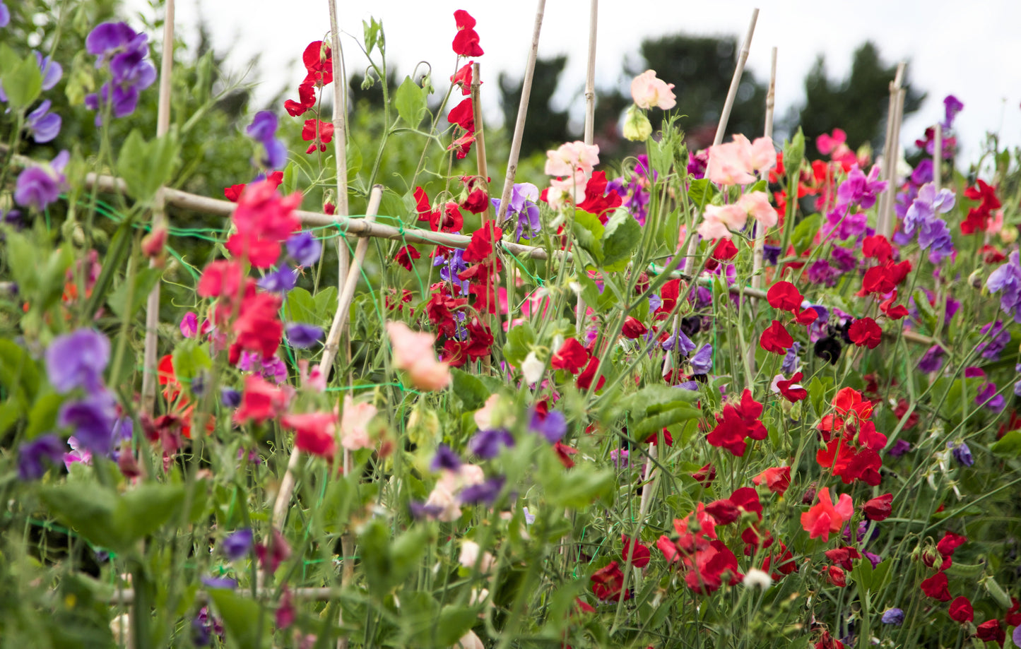 60 Mixed Colors SWEET PEA ROYAL Family Mix Lathyrus Odoratus Flower Vine Seeds