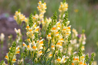 500 BUTTER & EGGS TOADFLAX Linaria Vulgaris Wild Snapdragon Bicolor Yellow Flower Seeds