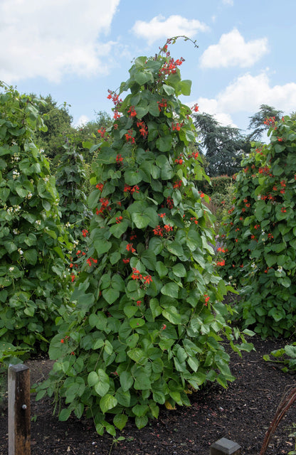 25 SCARLET RUNNER Pole BEAN Ornamental Red Flowers Phaseolus Vulgaris Vegetable Seeds