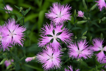1000 FRINGED PINKS DIANTHUS Superbus White Pink Purple Flower Seeds