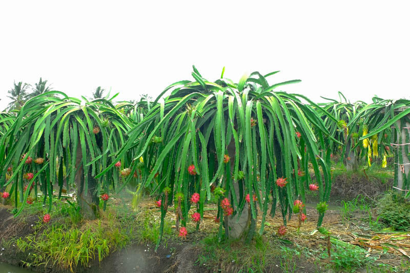 Organic Dragon Fruit Cutting 6+ Inch Pink-Fleshed Hylocereus Variety for Growing, Unrooted Pitaya Cactus
