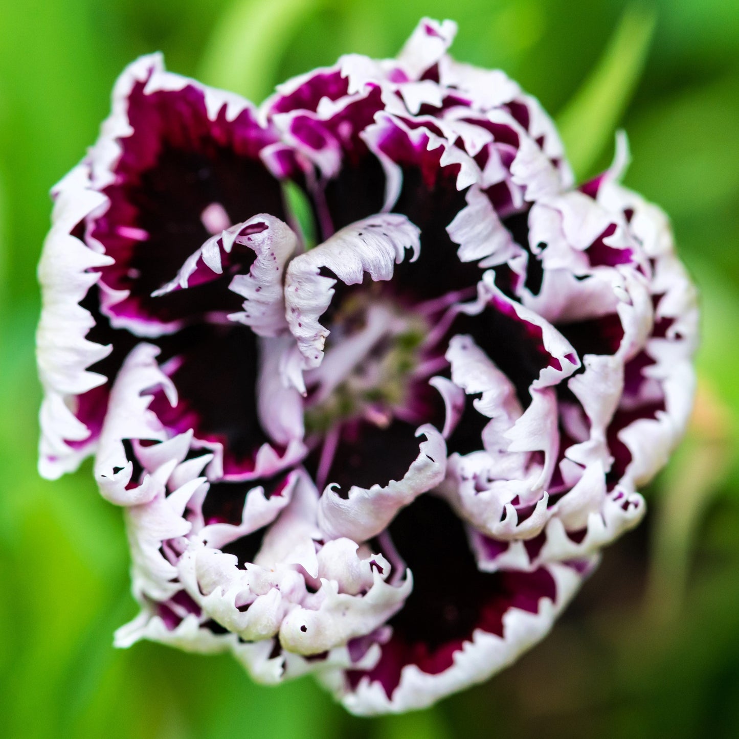 30 Black & White CHIANTI DIANTHUS Chinensis China Pink Flower Seeds