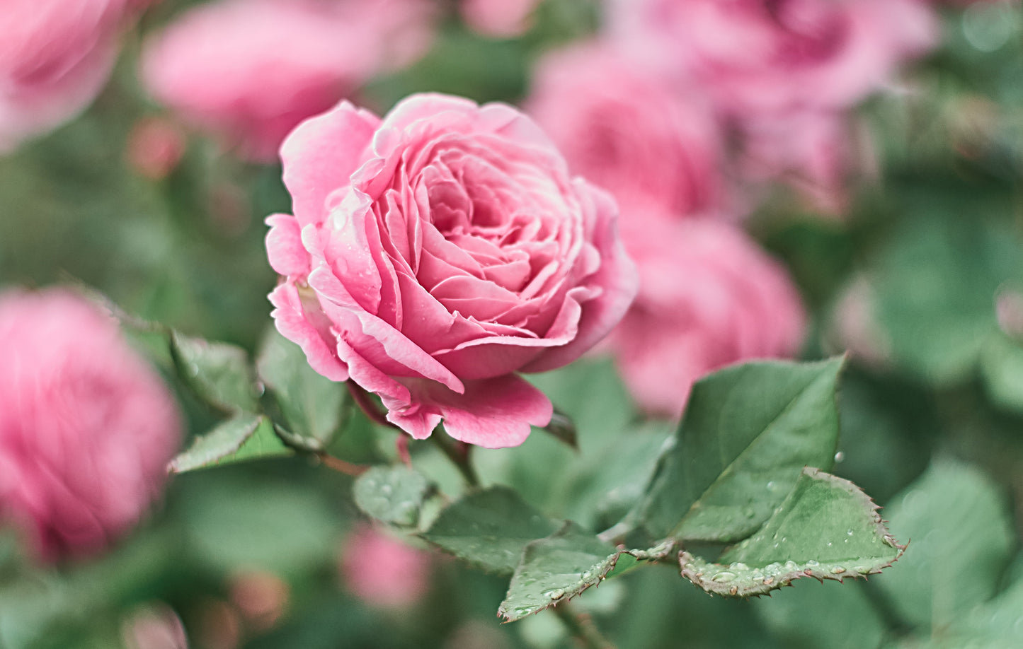 5 PINK ROSE Rosa Bush Shrub Perennial Flower Seeds