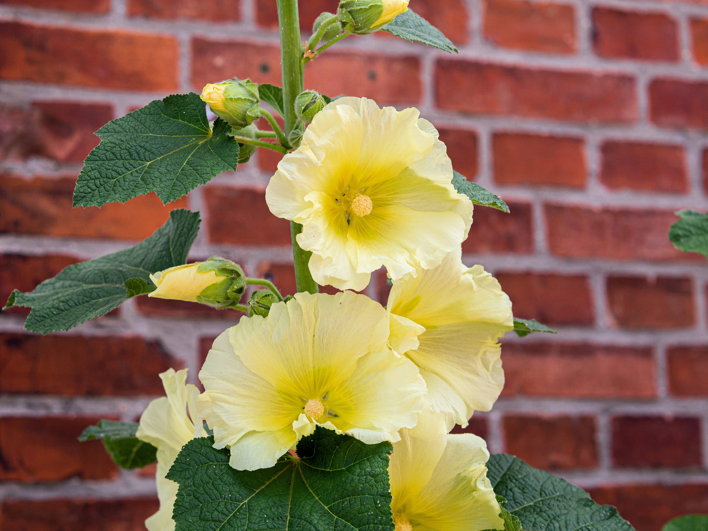25 YELLOW HOLLYHOCK Alcea Rosea Flower Seeds Perennial