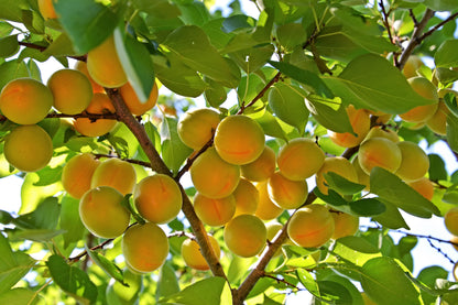 5 COMMON APRICOT Fruit Tree Prunus Armeniaca White Pink Flower Seeds