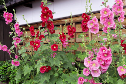 50 Mixed Colors HOLLYHOCK KING HENRY VIII Mix Alcea Rosea Flower Seeds