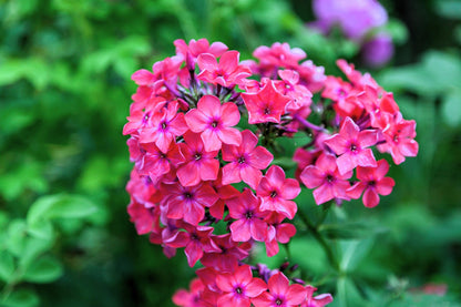 100 BRILLIANT PHLOX Drummondii Two Tone Pink Flower Seeds