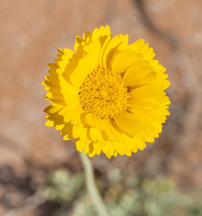500 Yellow DESERT MARIGOLD Baileya Multiradiata Showy Drought Paper Daisy Flower Herb Seeds
