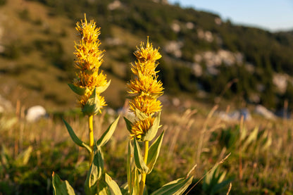 30 GREAT YELLOW GENTIAN Gentiana Lutea Herb Flower Seeds