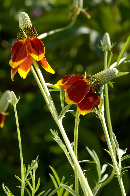 500 MEXICAN HAT Ratibida Columnaris Columnifera Red & Yellow Native Flower Seeds