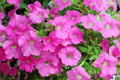 100 PINK PETUNIA Hybrida Pollinator Garden Container Flower Seeds