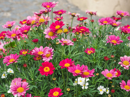100 Mixed Colors ROBINSONS PAINTED DAISY Chrysanthemum Pink Red Rose & Yellow Pyrethrum Flower Seeds