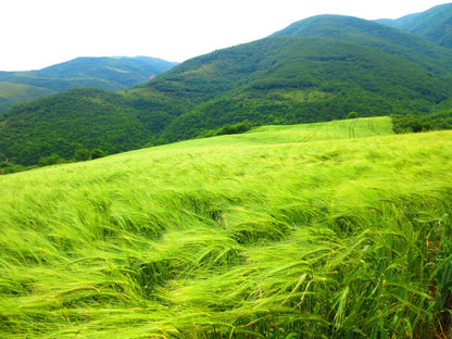 500 CANADIAN RYE Elymus Canadensis Grain Grazing Grass Ground Cover Seeds
