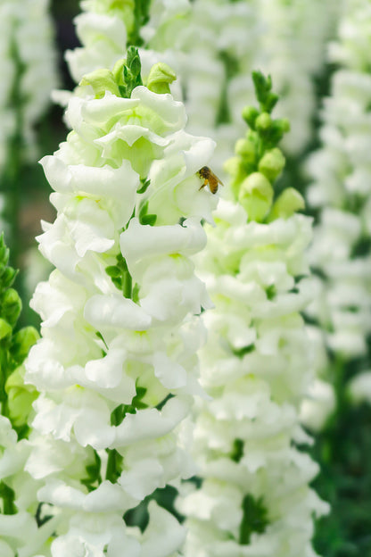 250 WHITE SNOWFLAKE SNAPDRAGON Antirrhinum Majus Flower Seeds