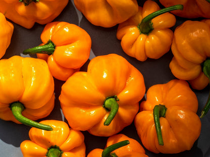 40 Yellow JAMAICAN HOT PEPPER Capsicum Chinense Scotch Bonnet Vegetable Seeds