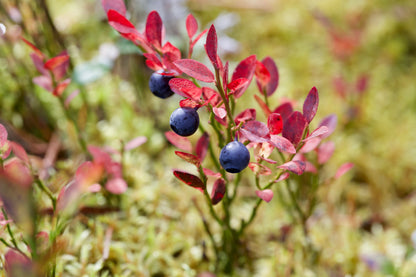 20 Common BILBERRY Fruit Shrub European Blueberry Vaccinium Myrtillus Seeds