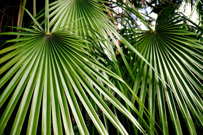 5 MEDITERRANEAN FAN PALM European Dwarf Tree Shrub Chamaerops Humilis Seeds