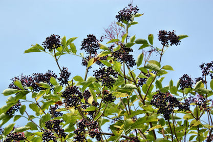 500 BULK American ELDERBERRY Fruit Bush Shrub Tree Sambucus Nigra Canadensis Seeds