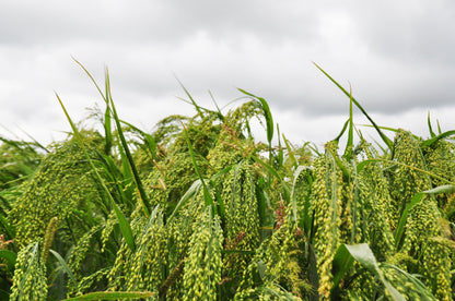 200 PROSO MILLET White Common Panicum Miliaceum Ornamental Grass Vegetable Seeds