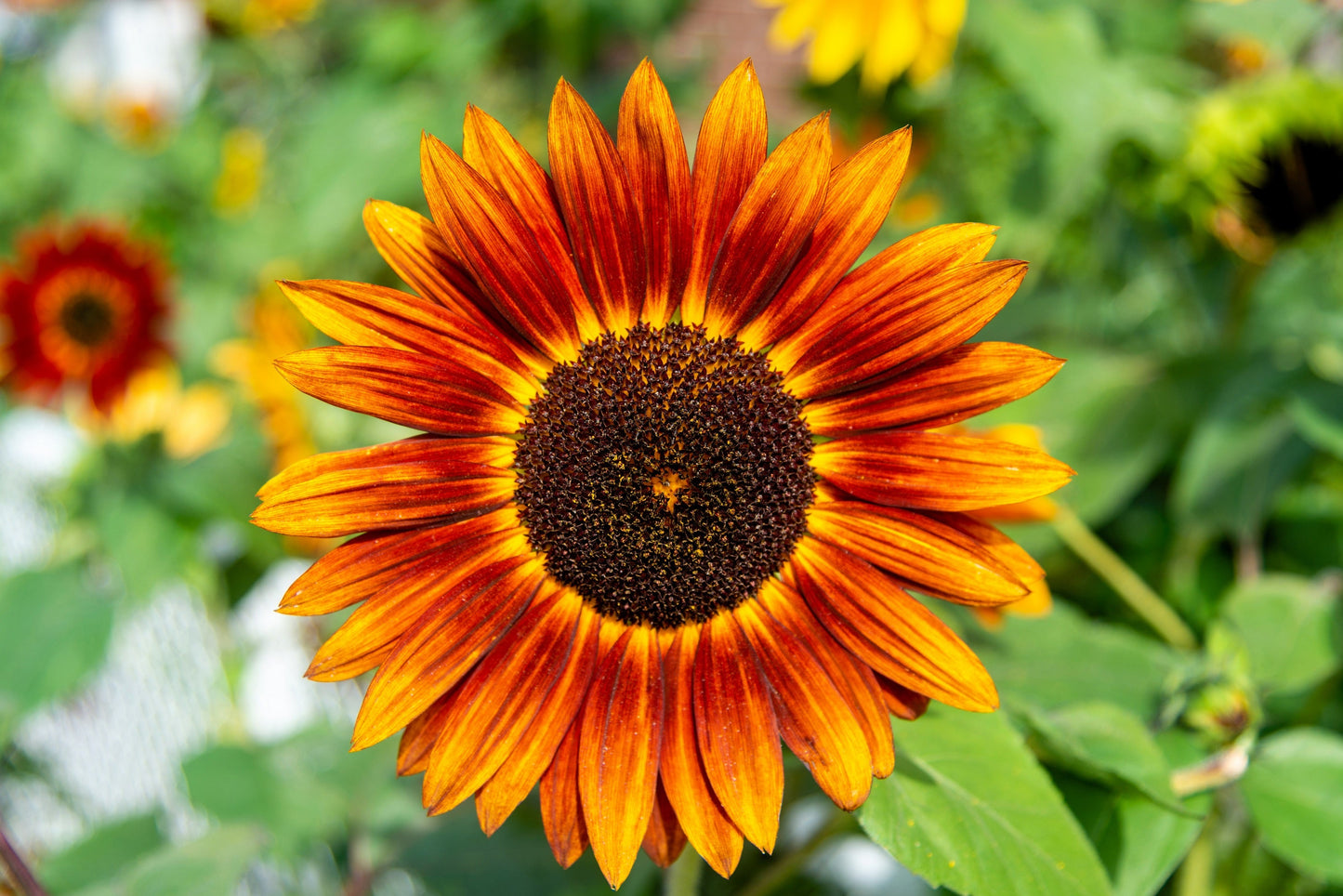 25 INDIAN BLANKET SUNFLOWER Helianthus Annuus Mixed Colors Flower Seeds