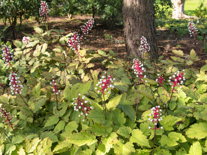 10 DOLL'S EYES Flower White Baneberry Cohosh Actaea Pachypoda Alba Seeds