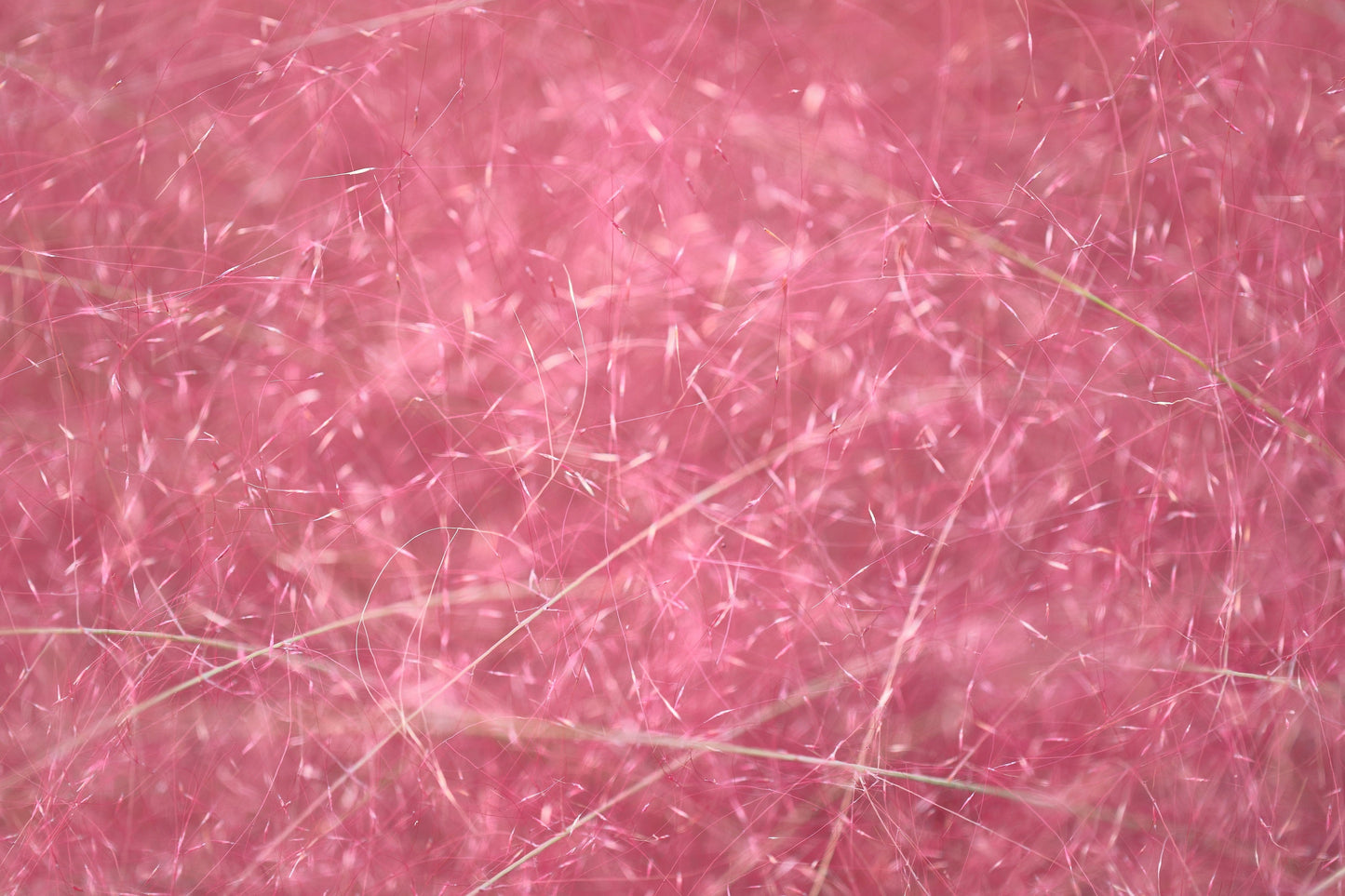 40 PINK MUHLY GRASS Cotton Candy Grass Muhlenbergia Capillaris Native Seeds