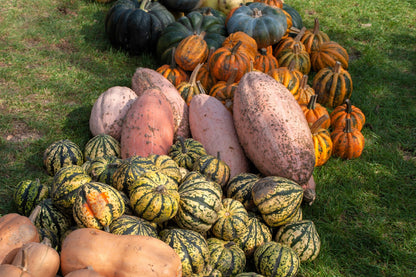 25 Jumbo PINK BANANA SQUASH Cucurbita Maxima Heirloom Winter Vegetable Seeds