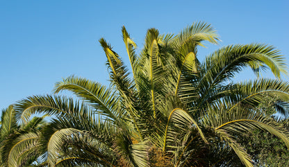 10 Florida ROYAL PALM Roystonea Regia Tree Houseplant Seeds