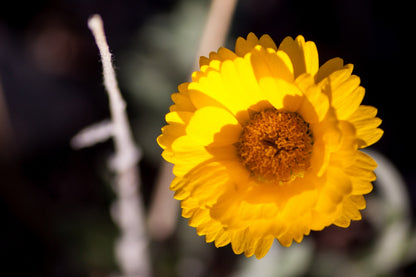 500 Yellow DESERT MARIGOLD Baileya Multiradiata Showy Drought Paper Daisy Flower Herb Seeds