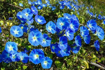 50 Heavenly BLUE MORNING GLORY Ipomoea Tricolor Vine Flower Seeds